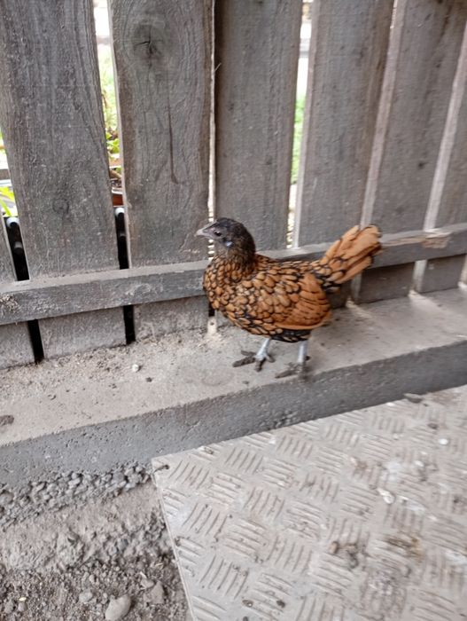 O pereche de sebriht un cocos și o puicuța