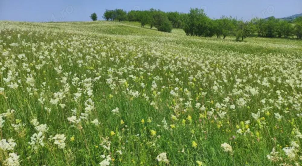 TEREN de vanzare, 4777 mp, in Posesti, judetul Prahova