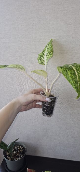 Аглаонемы адаптированные