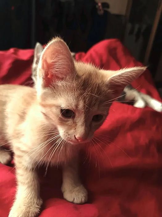 Отдам двух милых котят