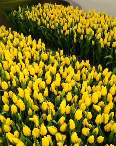 Тюльпаны гарантия 8 марта