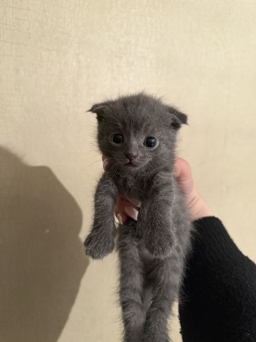Кошки шотладский