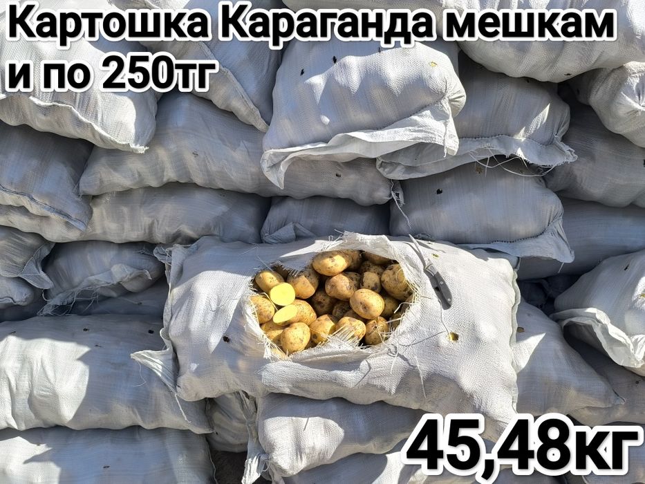 Картошка Караганда 250
