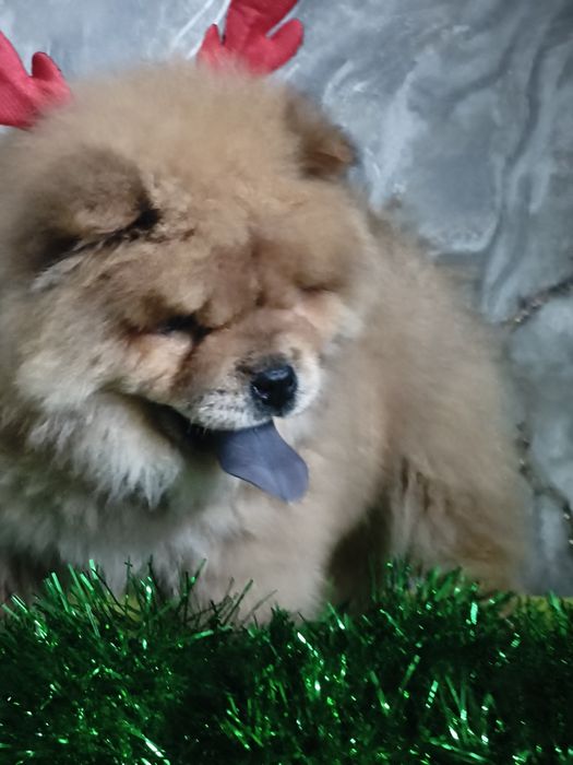 Щенки Чау-чау 22.09.25