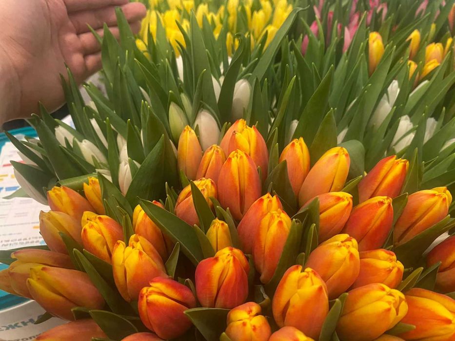 СКЛАД тюльпаны оптом и мелким оптом