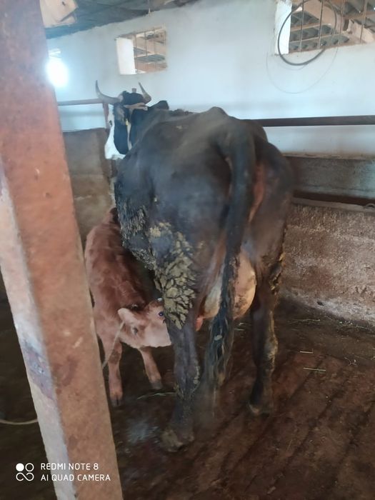 Сиыр сатылад бұзауымен