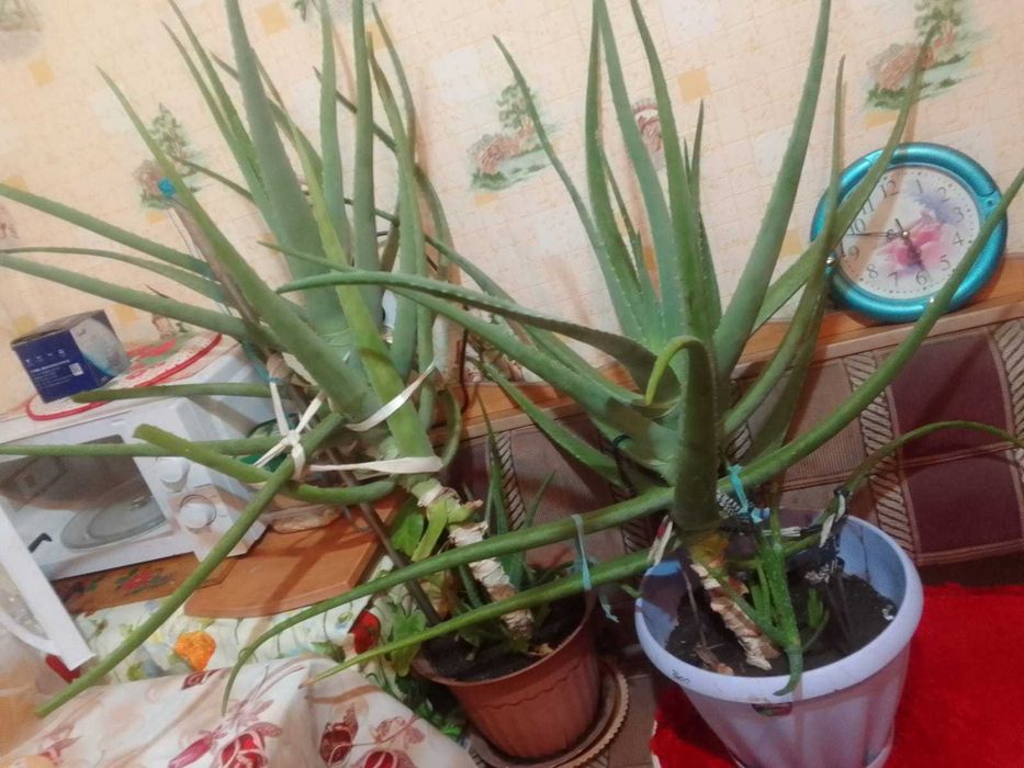 Продам комнатные фикусы и алоэ