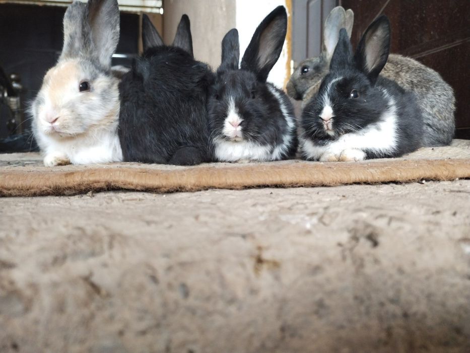 Продаю кролики красивые