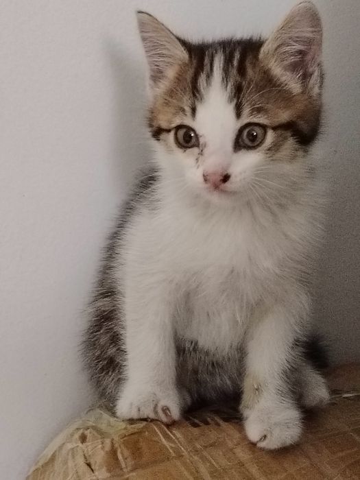 Котята ждут новых хозяев