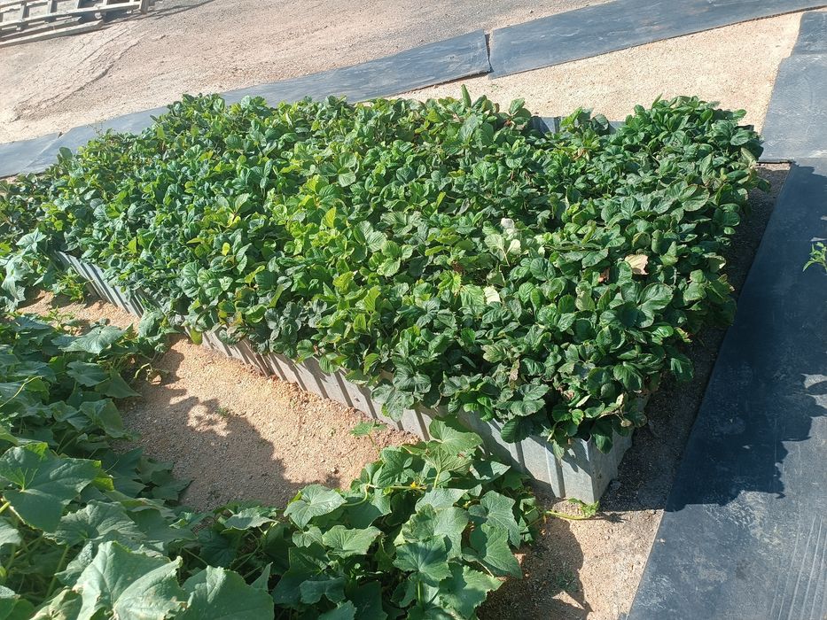 Продам  саженцы  клубники