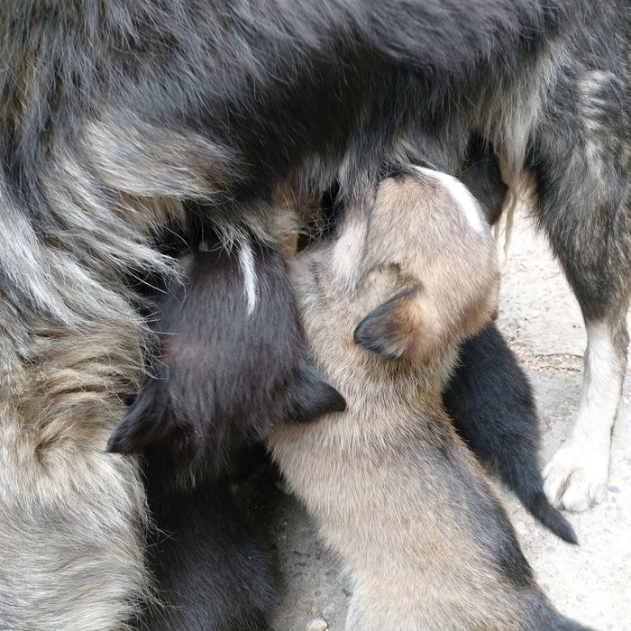 Отдам в добрые руки