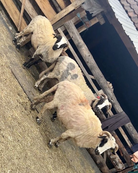 Oi breze de vânzare