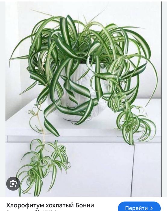 Пандаус хлорофитум комнатная мята