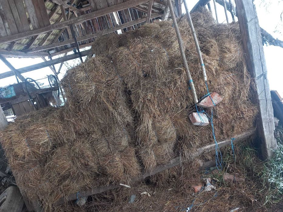 Baloti de fân tinuti la scut