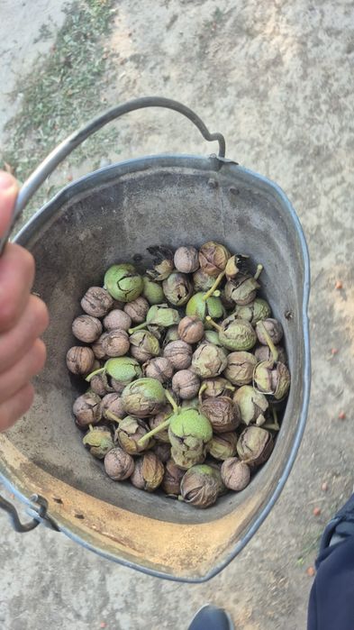 Жаңғақ сатамыз 500тг/кг