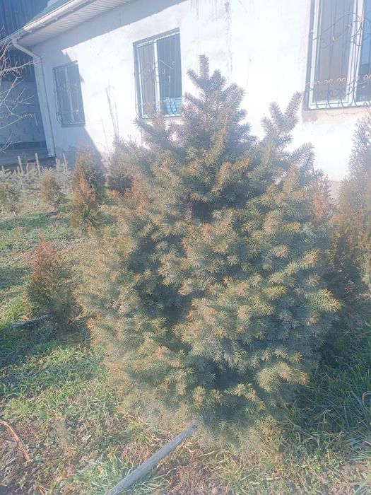 ЕЛЬ Шренка метровые