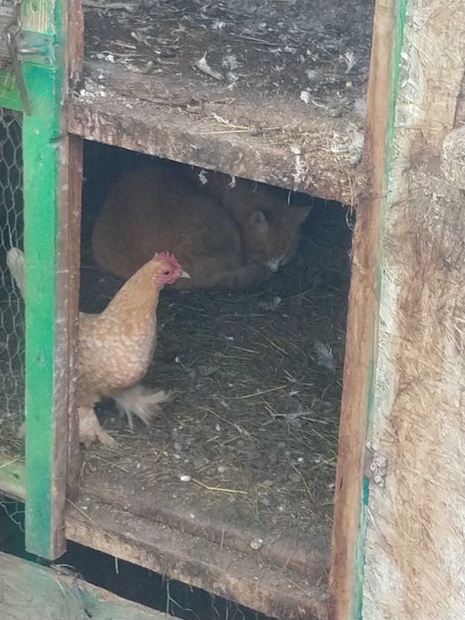Vînd gîinuse pitice un cocosi și o gîină