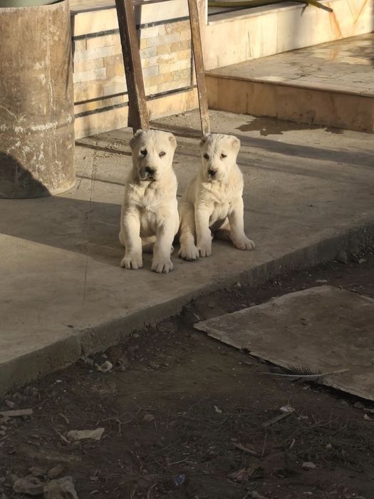 Алабай тозаси сотилади.