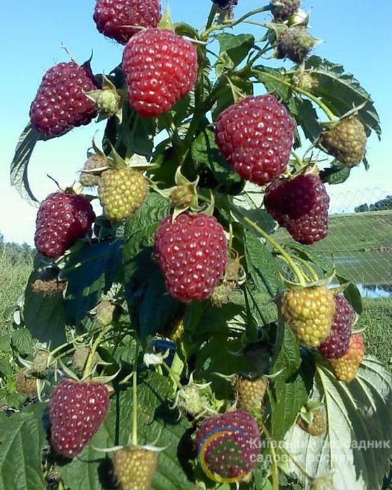 POLKA POLANA Malina koʻchati