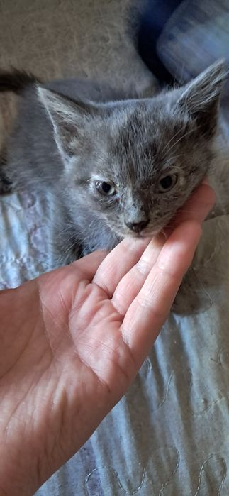 Отдам пушистых котят