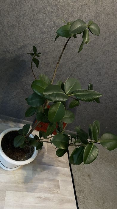 Продам Фикус Каучуковый