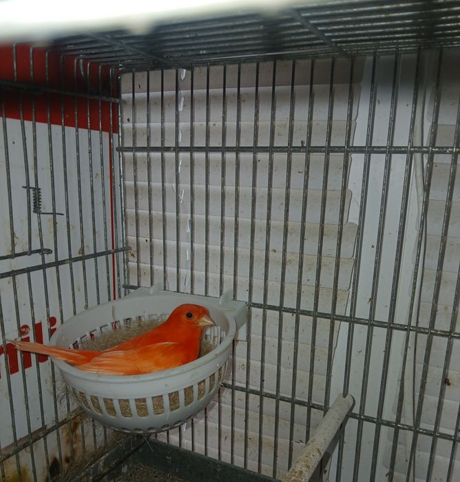 Vand canari Eforie Sud