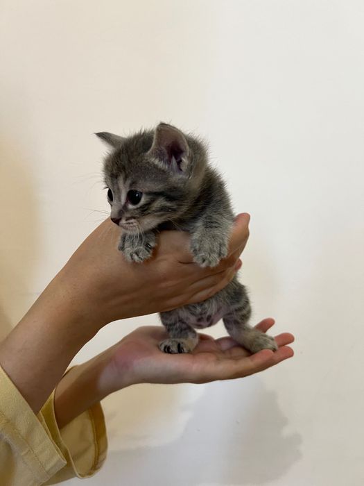 Отдам котят в добрые руки