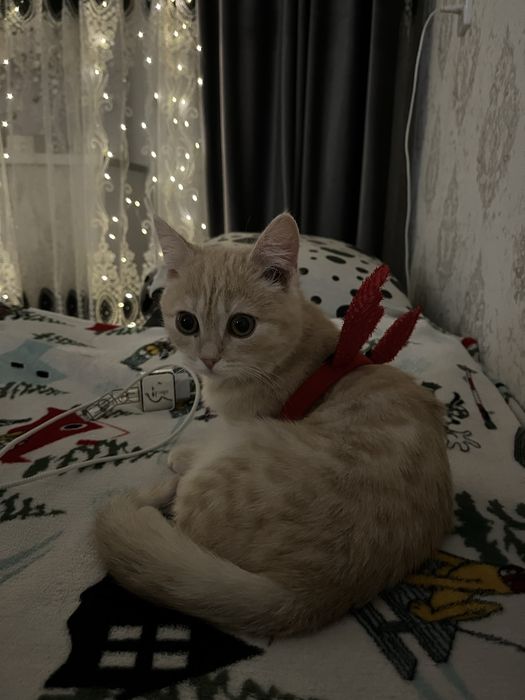 Отдам котенка!!!