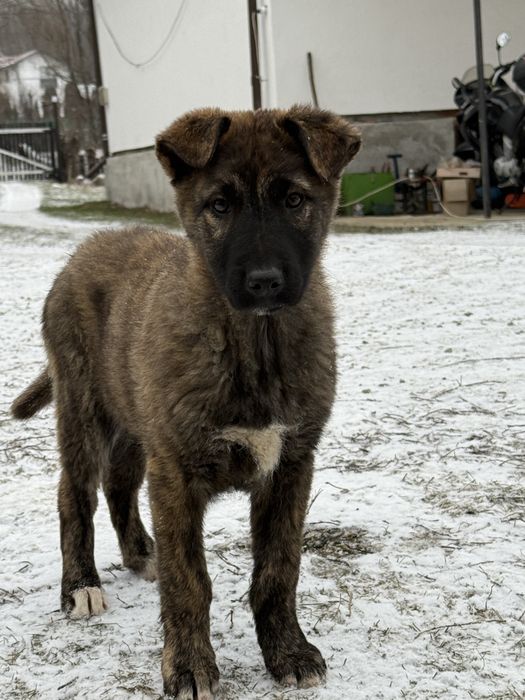 Pui Ciobanesc Carpatin