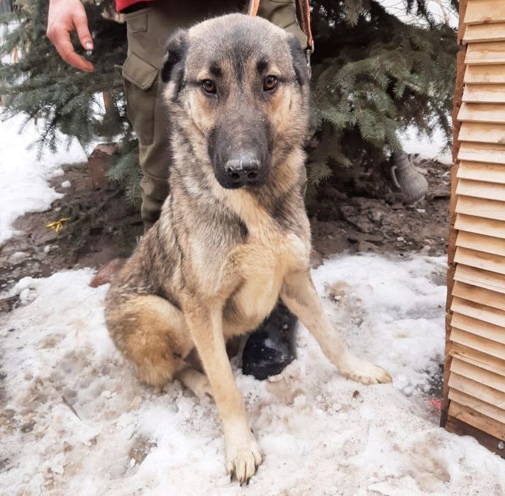 СобАчкИ кОмпаНьеНы сТорожа ОхраНиики