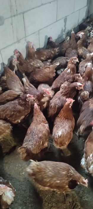 Vând găini ouătoare sănătoase - Vârsta 11 luni