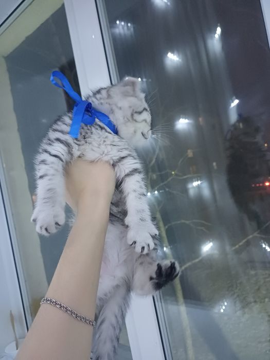 Котята скоттиш фолд