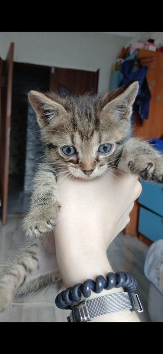 Отдаю котенка в доброй руке
