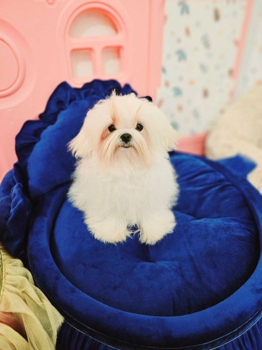 Bichon Maltez, Bichon Maltez cu Pedigree, Maltez mini , Korean maltez