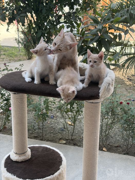 Котёнок.