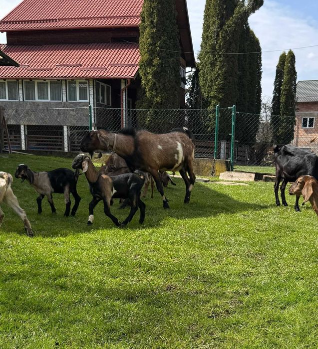 Capre anglo-nubiene rasa pura