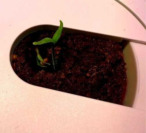 Sistem Smart Garden 9 (Bej) - Nou, Cultivă Fără Efort