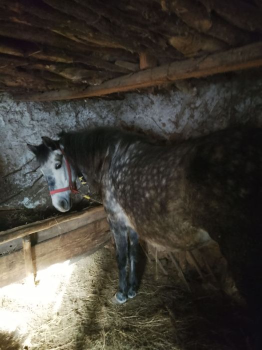 Iapa de vânzare 5 ani