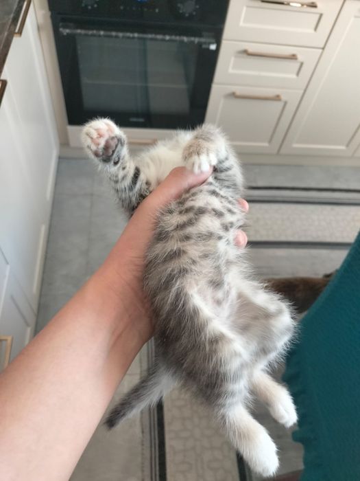 отдаем котенка бесплатно в добрые руки