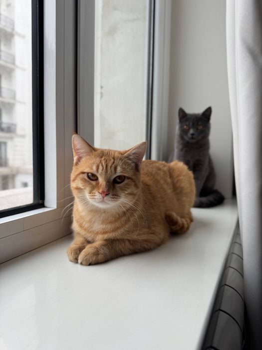 Пристраиваю кошек в добрые руки