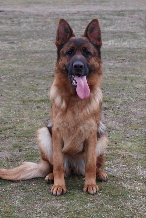 Mascul ciobanesc german cu pedigree TOP