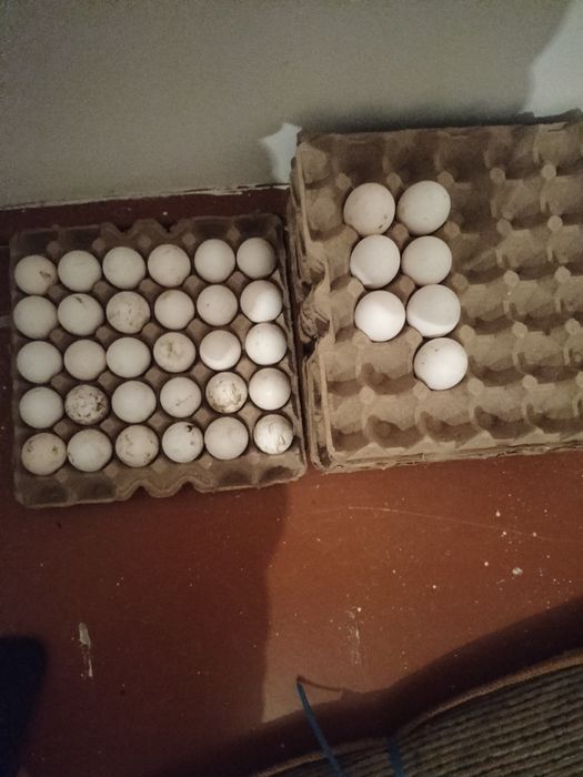 Oq damshniy tuxumlari sotiladi 3500 som