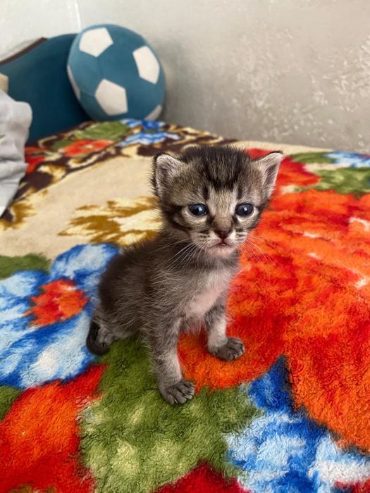 Отдам котят в добрые и заботливые руки!