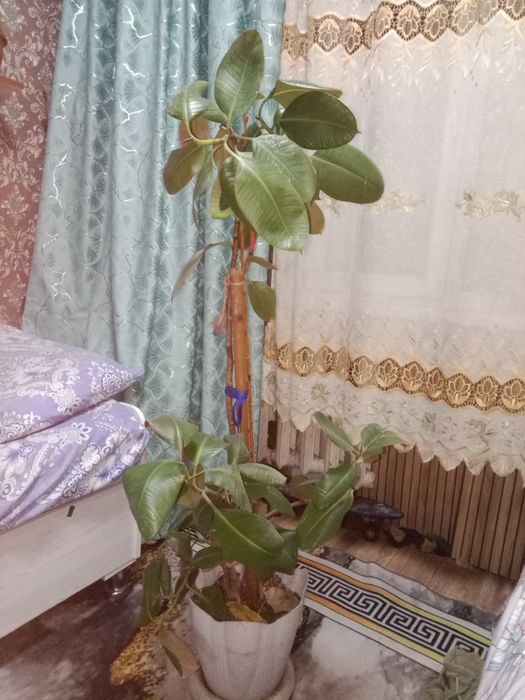 Продам цветок...