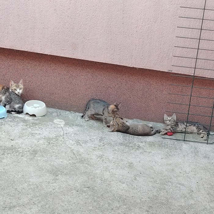 Donez 4 puiuti de pisica