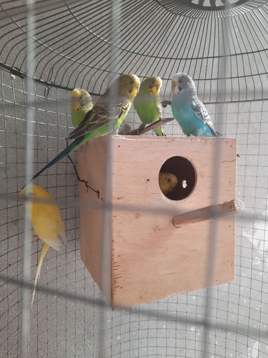 To’tiqush ( волнистый попугай)