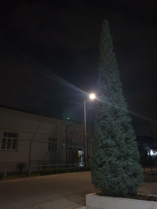 Итальянский кипарис