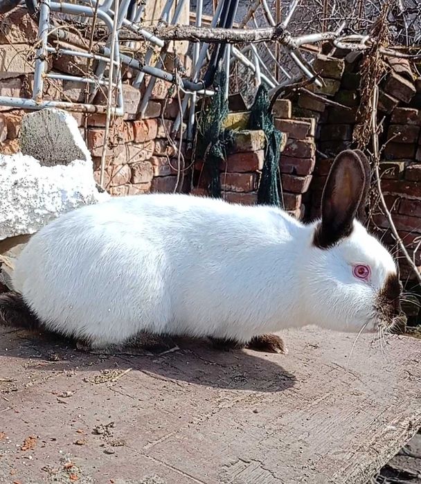 Калифорнийски зайци заек