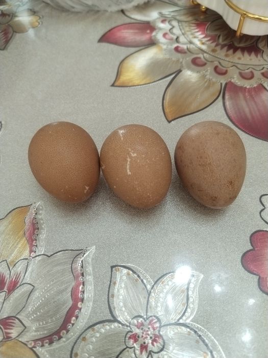 Яйца Цисарки в наличии