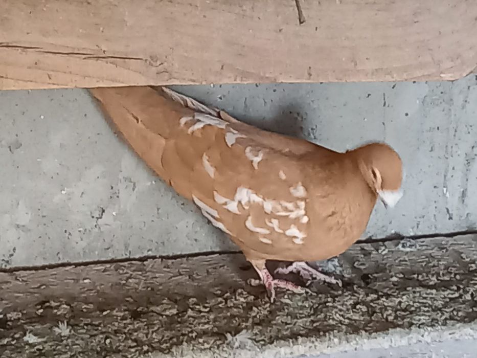 De vânzare porumbei voiajori stil vechi